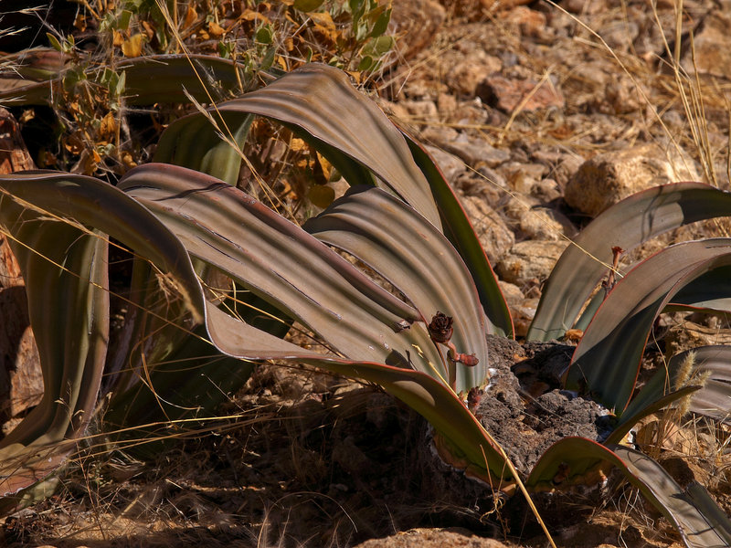 Twyfelfontein, Welwitschia